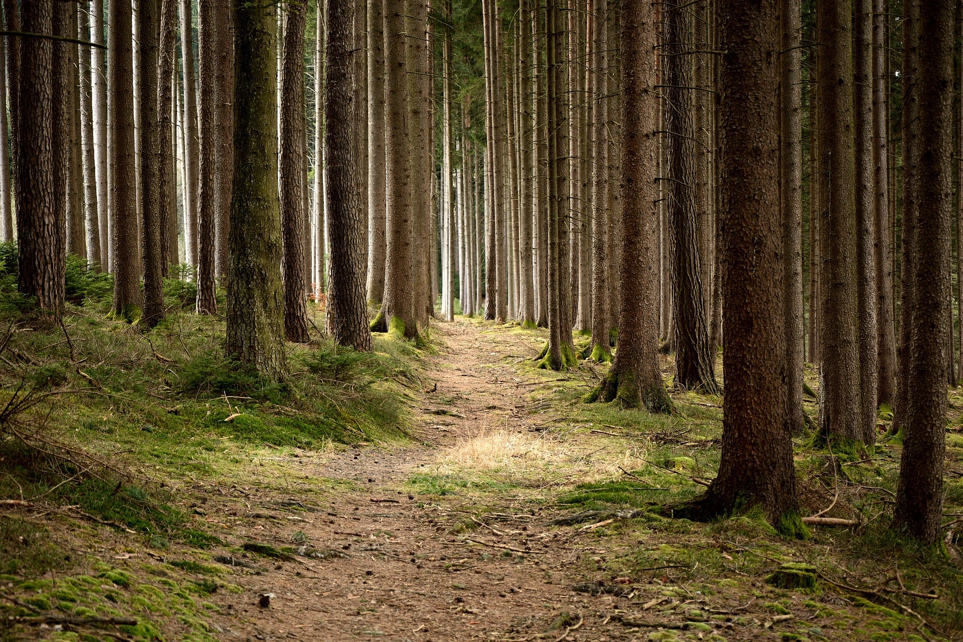 Forestry and Gardening Safety Clothing and Safety Shoes: What You Need To Know